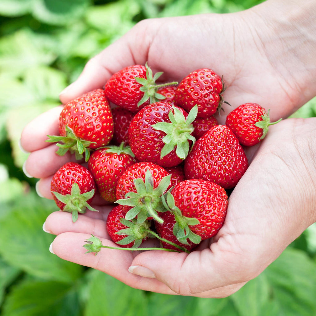 Fruitplanten - Aardbei - Fragaria Elvira - Winterhard - 6 Planten - Pot 9 cm - Rode Aardbei