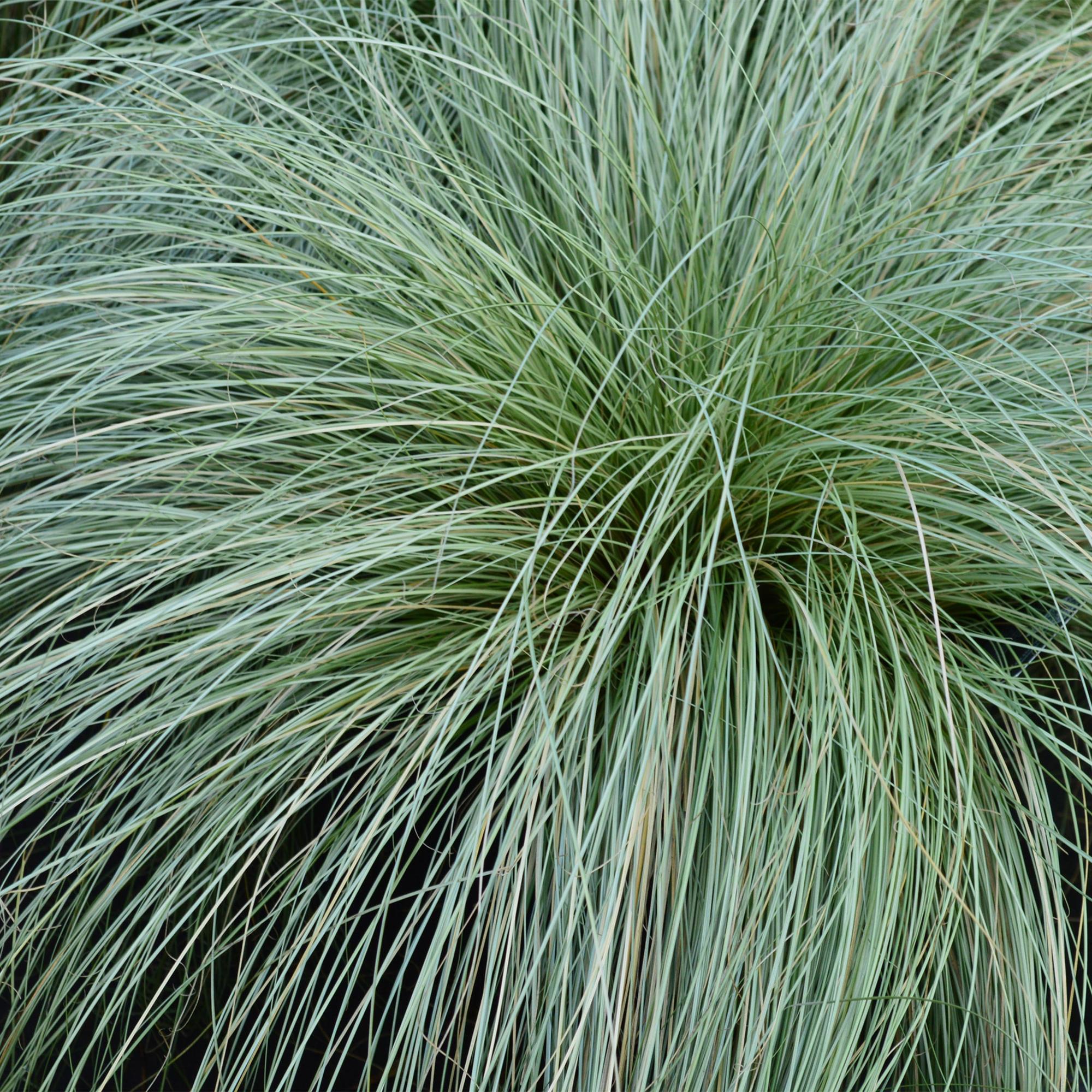 Siergrassen - Carex comans Frosted Curls - Groen - 1 Planten - Groenblijvend - Winterhard - Pot 17cm Hoogte 50cm