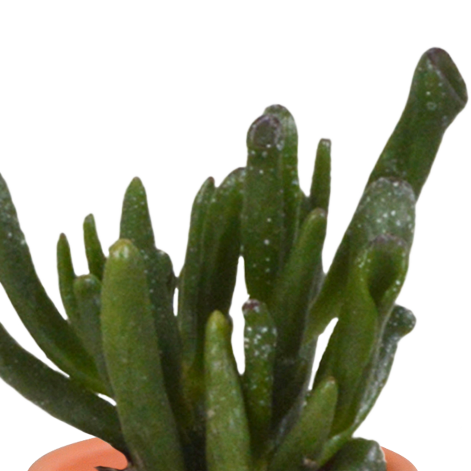 Cactus en vetplanten mix 5.5 cm | 15 stuks - in Mexicaanse pot