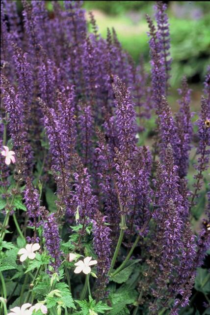 24x Salvia nem. 'Mainacht' - ↕10-25cm - Ø9cm