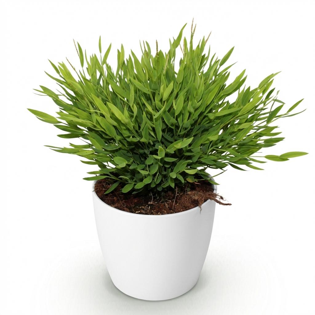 Kamerplant - Bamusa Pogonatherum Monica - Bamboegras - Huisdiervriendelijke Plant - Groen - 1 Plant - met Potter Wit - Pot 12cm - Hoogte 20cm