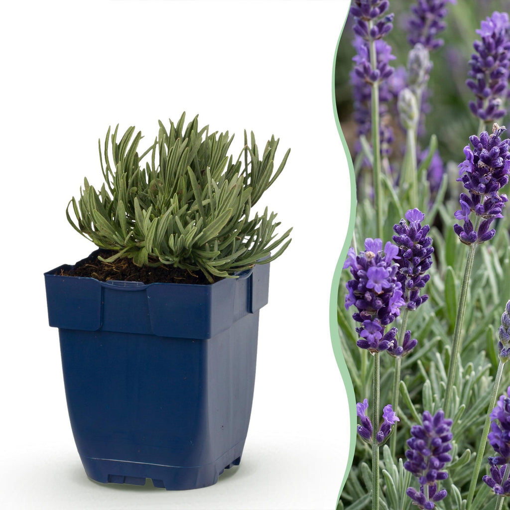 Vasteplant - Lavandula ang. Munstead - Lavendel - Geurend - Paars - 12 Planten - Pot 11cm - Hoogte 15-25cm
