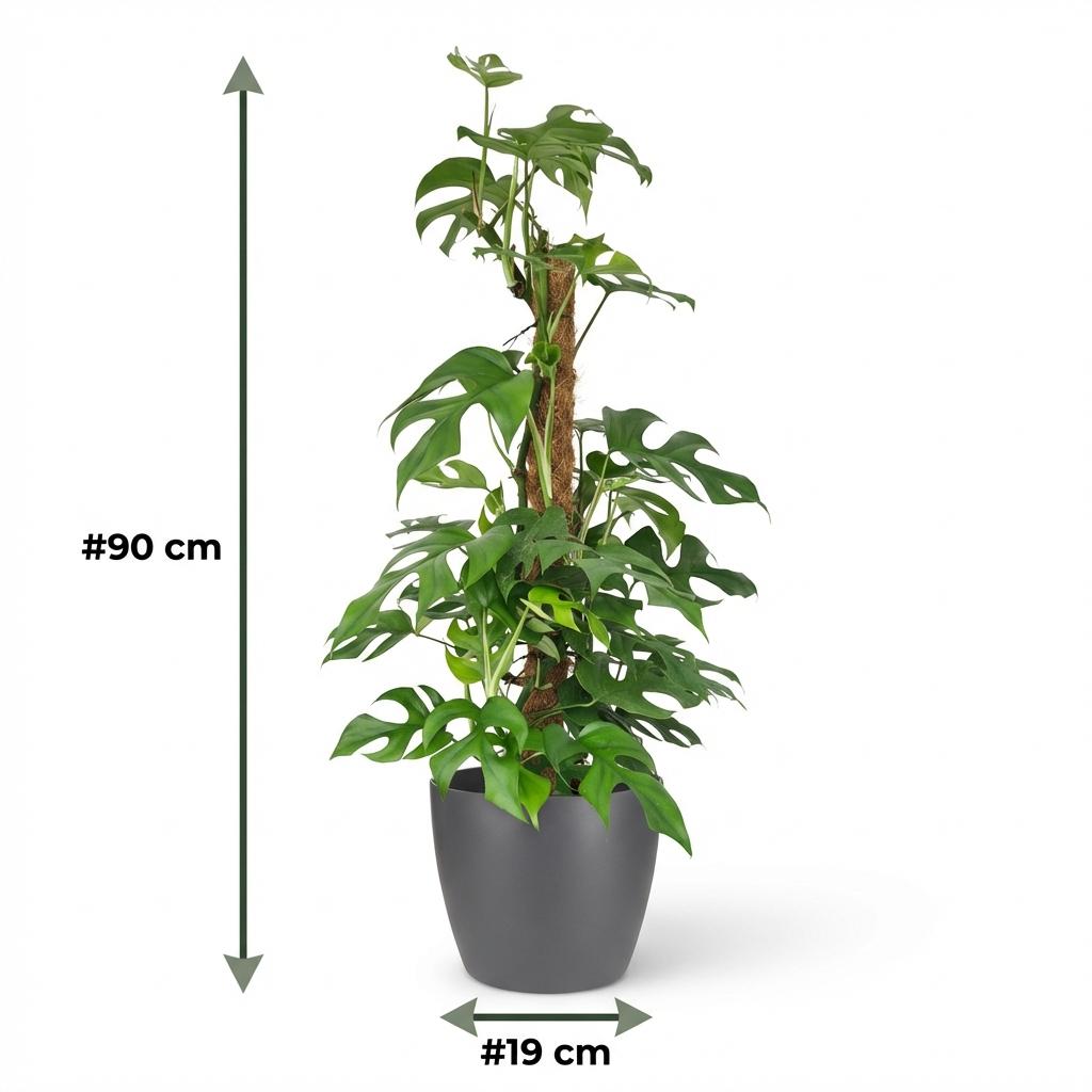 Kamerplant - Mini Gatenplant - Monstera Minima Mosstok - Groen - Weinig onderhoud - 1 Plant - met Potter Grijs - Pot 19cm - Hoogte 90cm