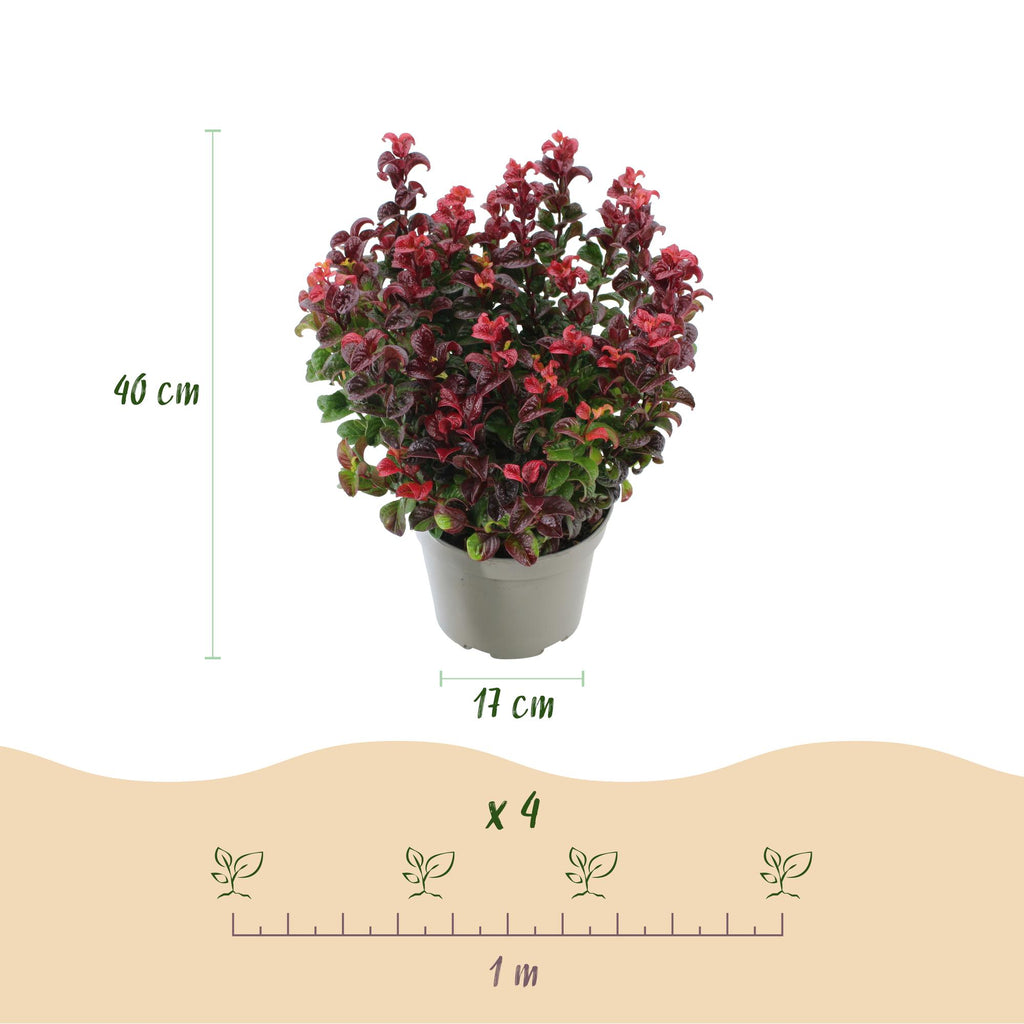 Tuinplant - Leucothoe Curly Red - Rood - 1 Plant -  Groenblijvend - Weinig Onderhoud - Pot 17cm Hoogte 40cm