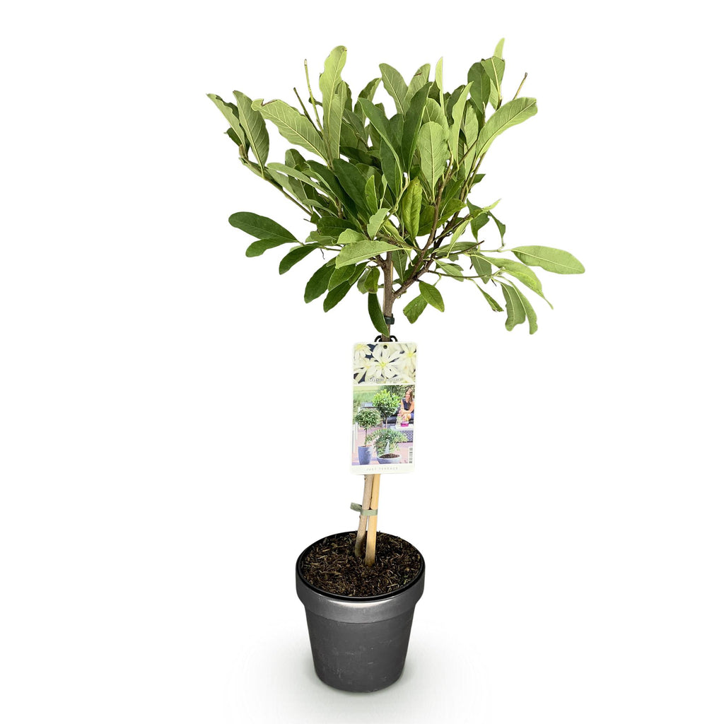 Plant op Stam - Magnolia stellata -Terras Plant - Bladverliezend - Winterhard - Witte Bloem - Pot 19cm Hoogte 90cm