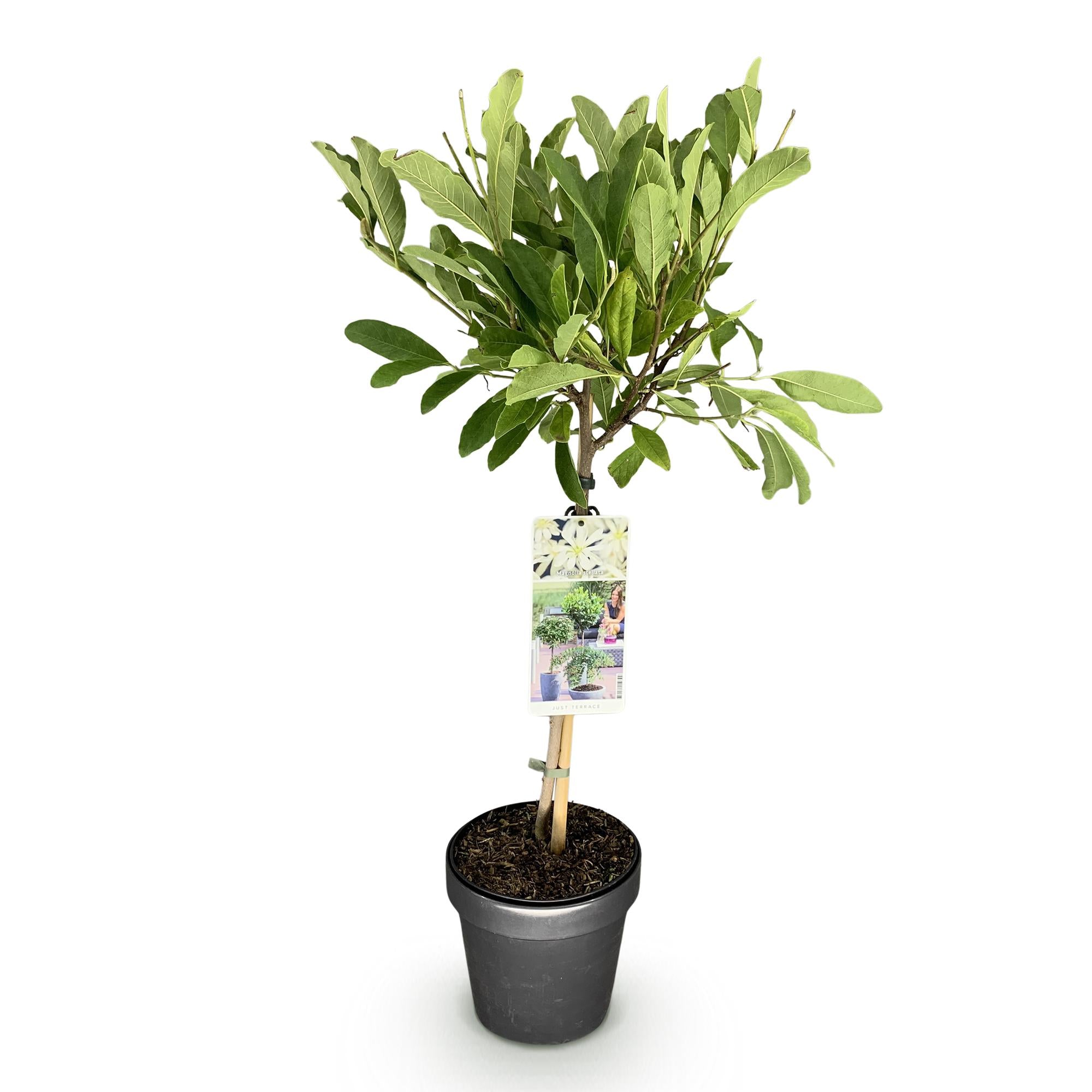 Plant op Stam - Magnolia stellata -Terras Plant - Bladverliezend - Winterhard - Witte Bloem - Pot 19cm Hoogte 90cm