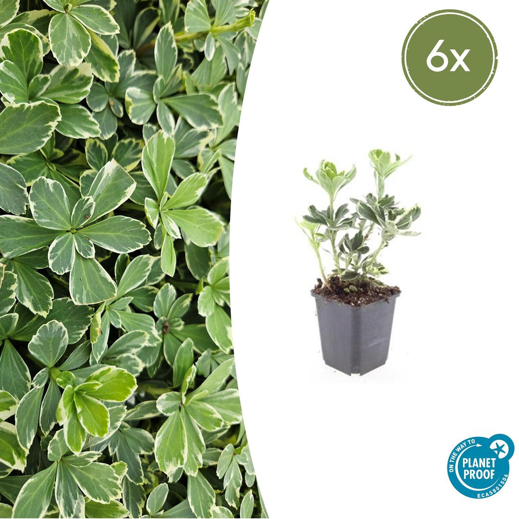 6x Pachysandra term. 'Variegata' - ↕10-25cm - Ø9cm