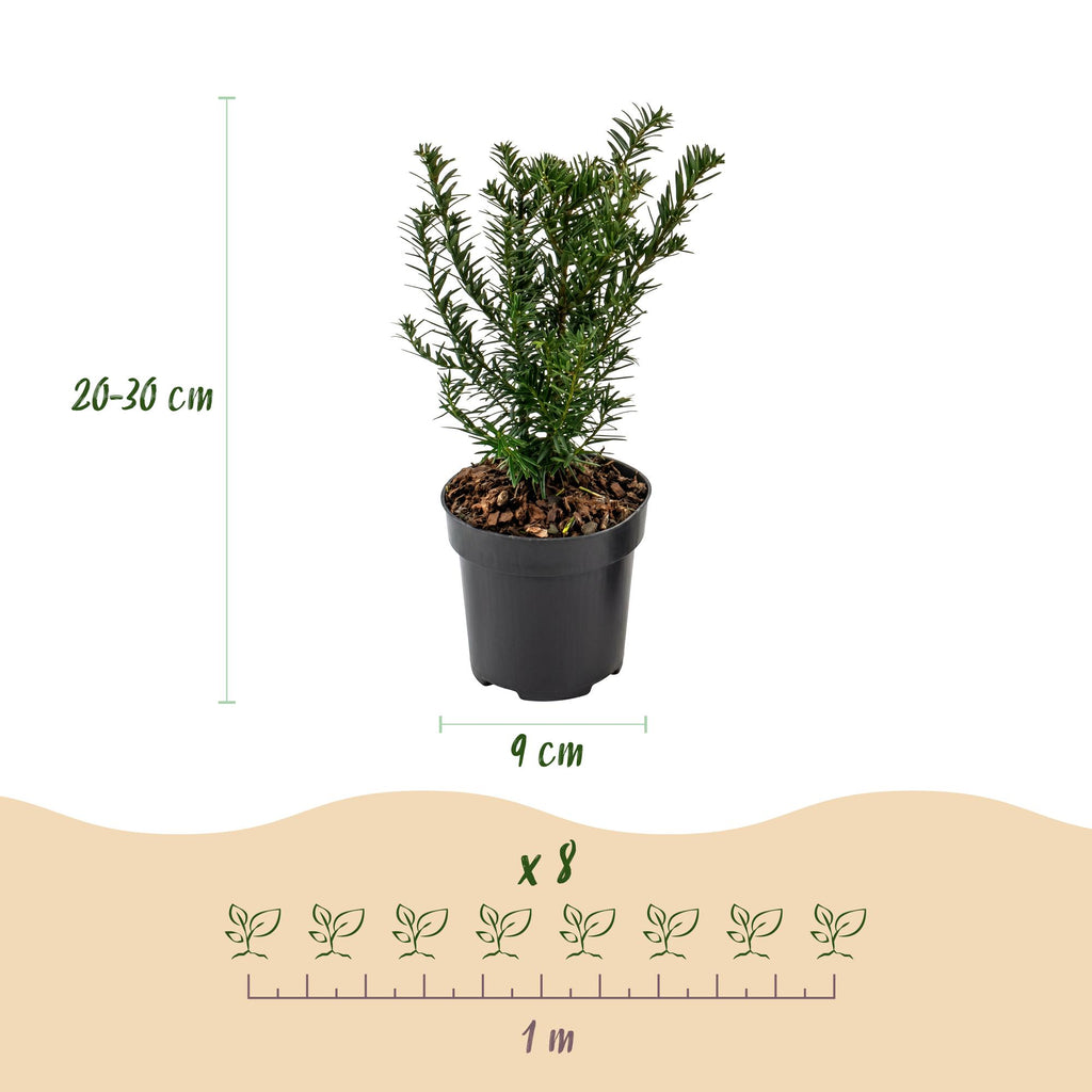 8x Taxus baccata - Venijnboom - Haagplanten - Groenblijvend - Groen - Pot 9cm - Hoogte 20-30cm