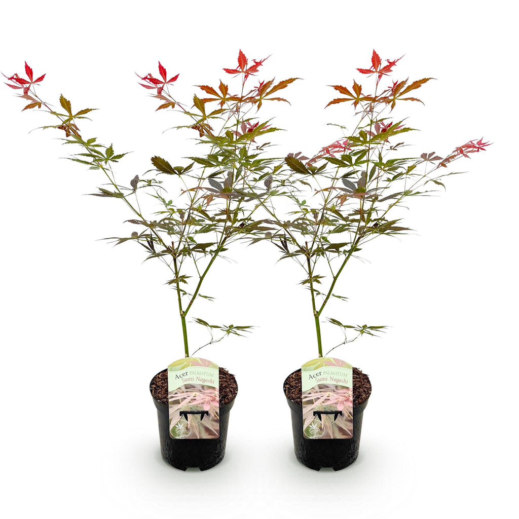 Terrasplant - Japanse Esdoorn - Acer palmatum Sumi-nagashi - Rood - 2 Planten - Bladverliezend - Pot 19cm Hoogte 70cm