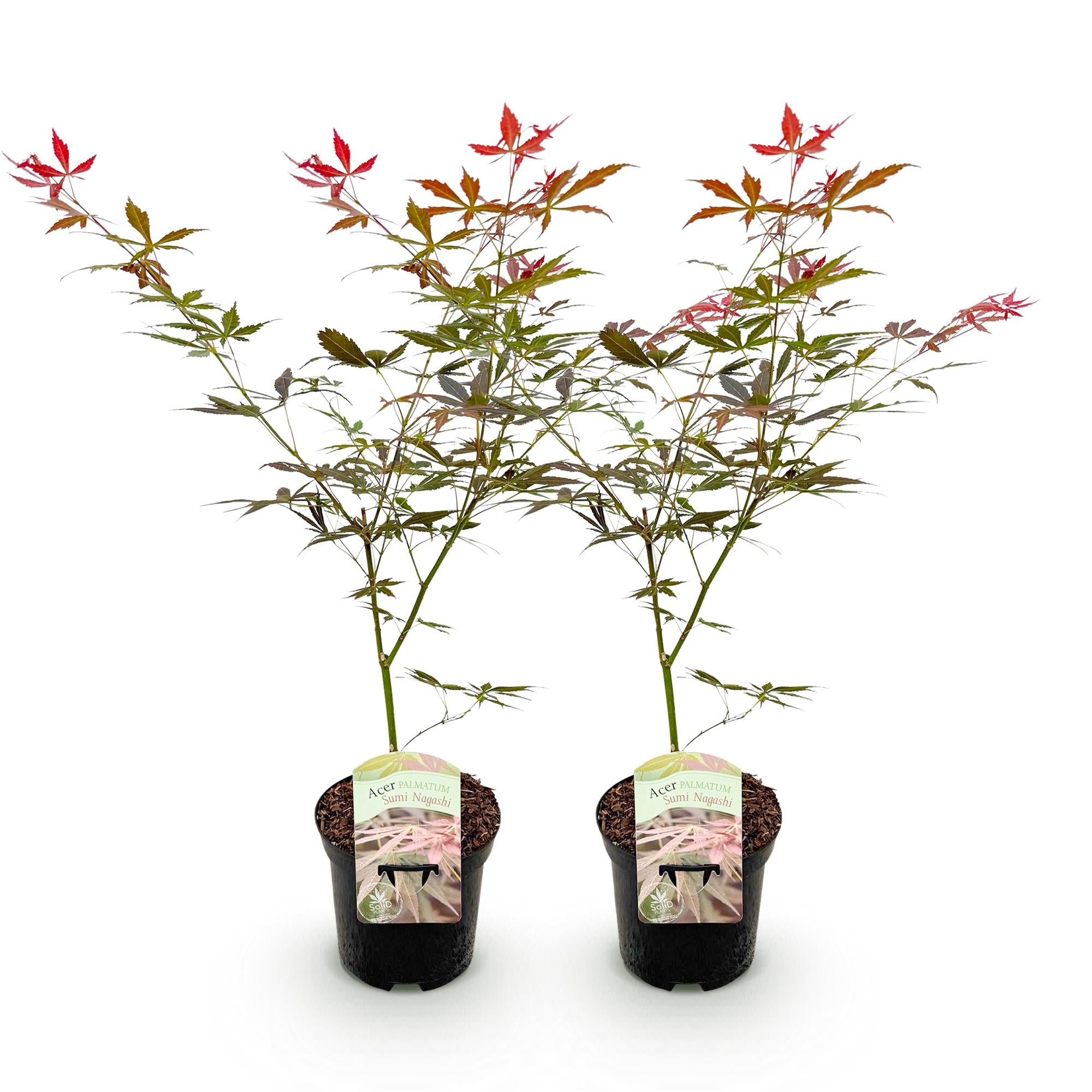 Terrasplant - Japanse Esdoorn - Acer palmatum Sumi-nagashi - Rood - 2 Planten - Bladverliezend - Pot 19cm Hoogte 70cm