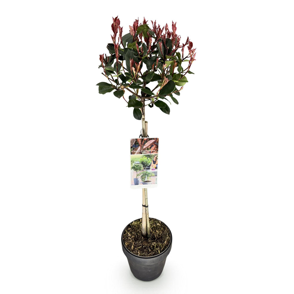 Plant op Stam - Photinia fraseri Little Red Robin - Terras Plant - Bladhoudend - Winterhard - Groen-Rood Blad - Pot 19cm Hoogte 90cm