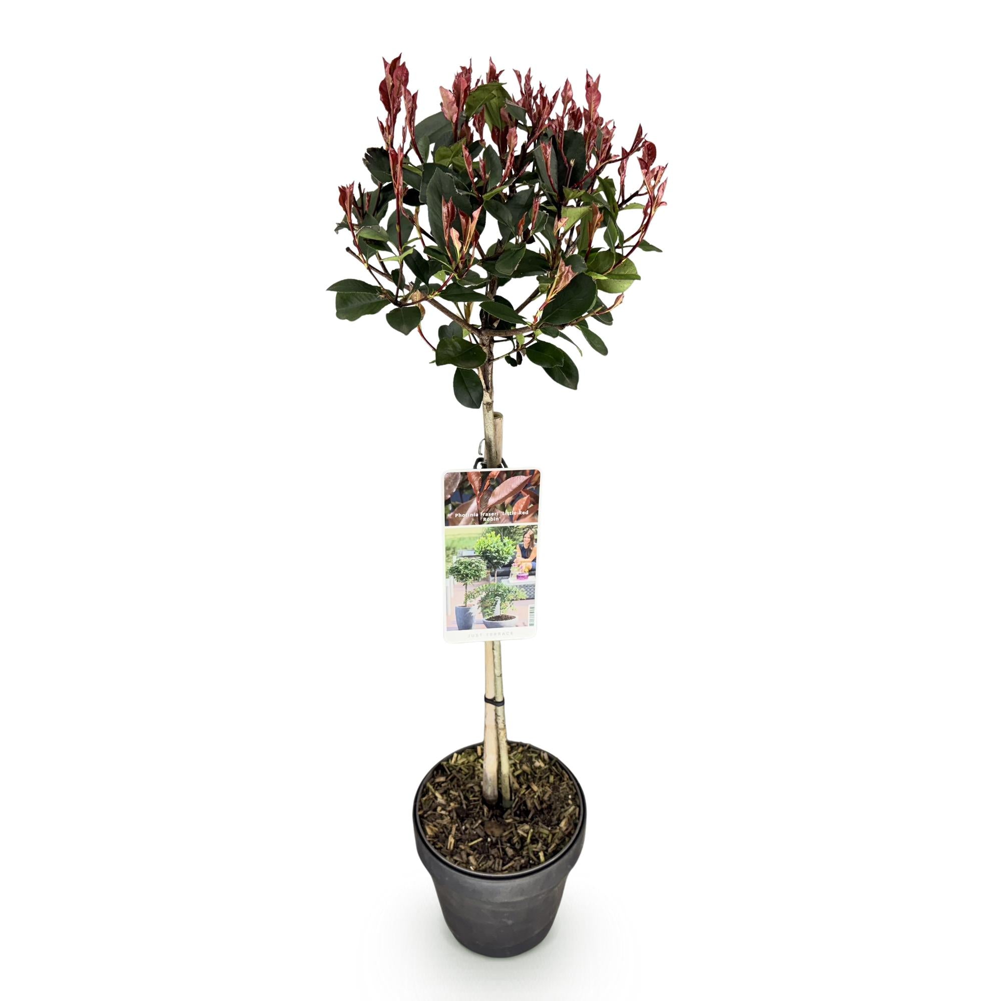 Plant op Stam - Photinia fraseri Little Red Robin - Terras Plant - Bladhoudend - Winterhard - Groen-Rood Blad - Pot 19cm Hoogte 90cm