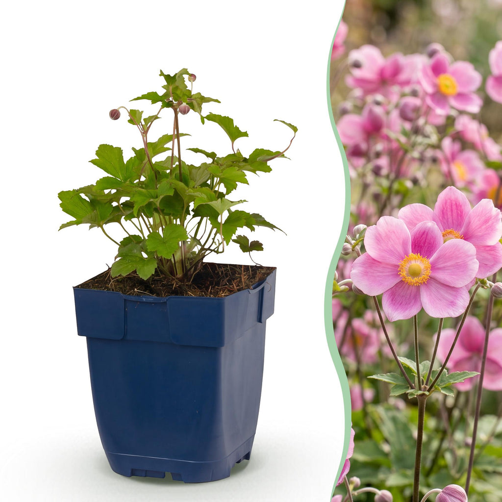 Vasteplant - Anemone hup. Splendens - Herfst Anemoon - Schaduw - Donker Roze - 1 Plant - Pot 11cm - Hoogte 15-25cm