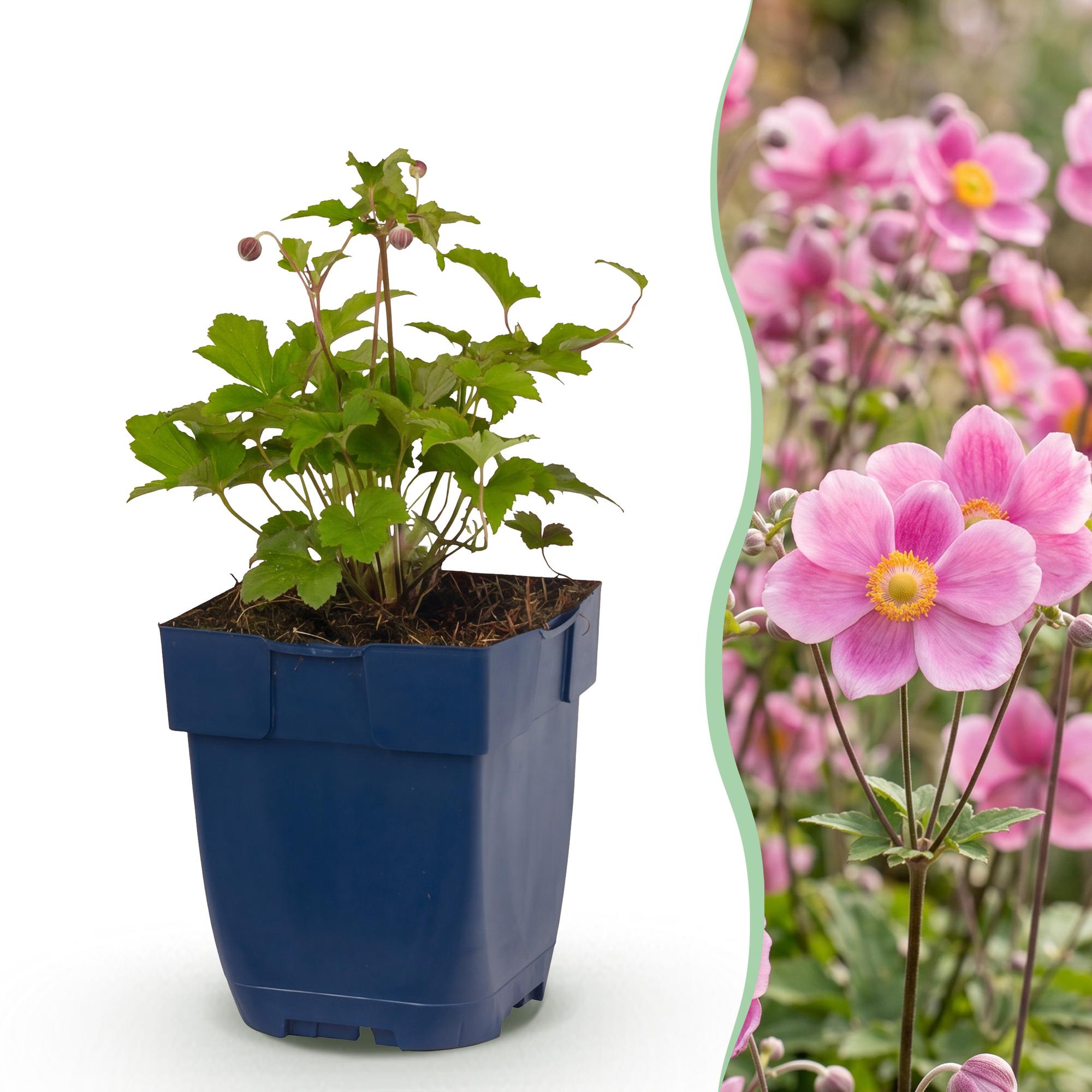 Vasteplant - Anemone hup. Splendens - Herfst Anemoon - Schaduw - Donker Roze - 1 Plant - Pot 11cm - Hoogte 15-25cm