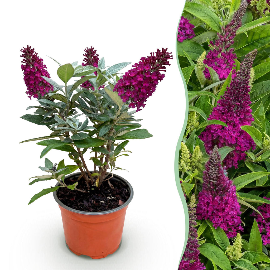 Tuinplant - Buddleja davidii Butterfly Candy Little Ruby - Vlinderstruik - Compact - Rood - 1 Plant - Pot 12cm - Hoogte 20-25cm