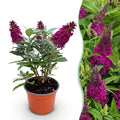 Tuinplant - Buddleja davidii Butterfly Candy Little Ruby - Vlinderstruik - Compact - Rood - 1 Plant - Pot 12cm - Hoogte 20-25cm