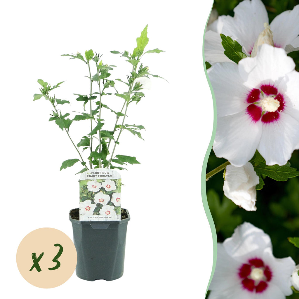Tuinplant - Hibiscus syriacus Red Heart - Tuin Hibiscus - Winterhard - Wit - Rood - 3 Planten - Pot 17cm - Hoogte 45cm