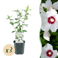 Tuinplant - Hibiscus syriacus Red Heart - Tuin Hibiscus - Winterhard - Wit - Rood - 3 Planten - Pot 17cm - Hoogte 45cm