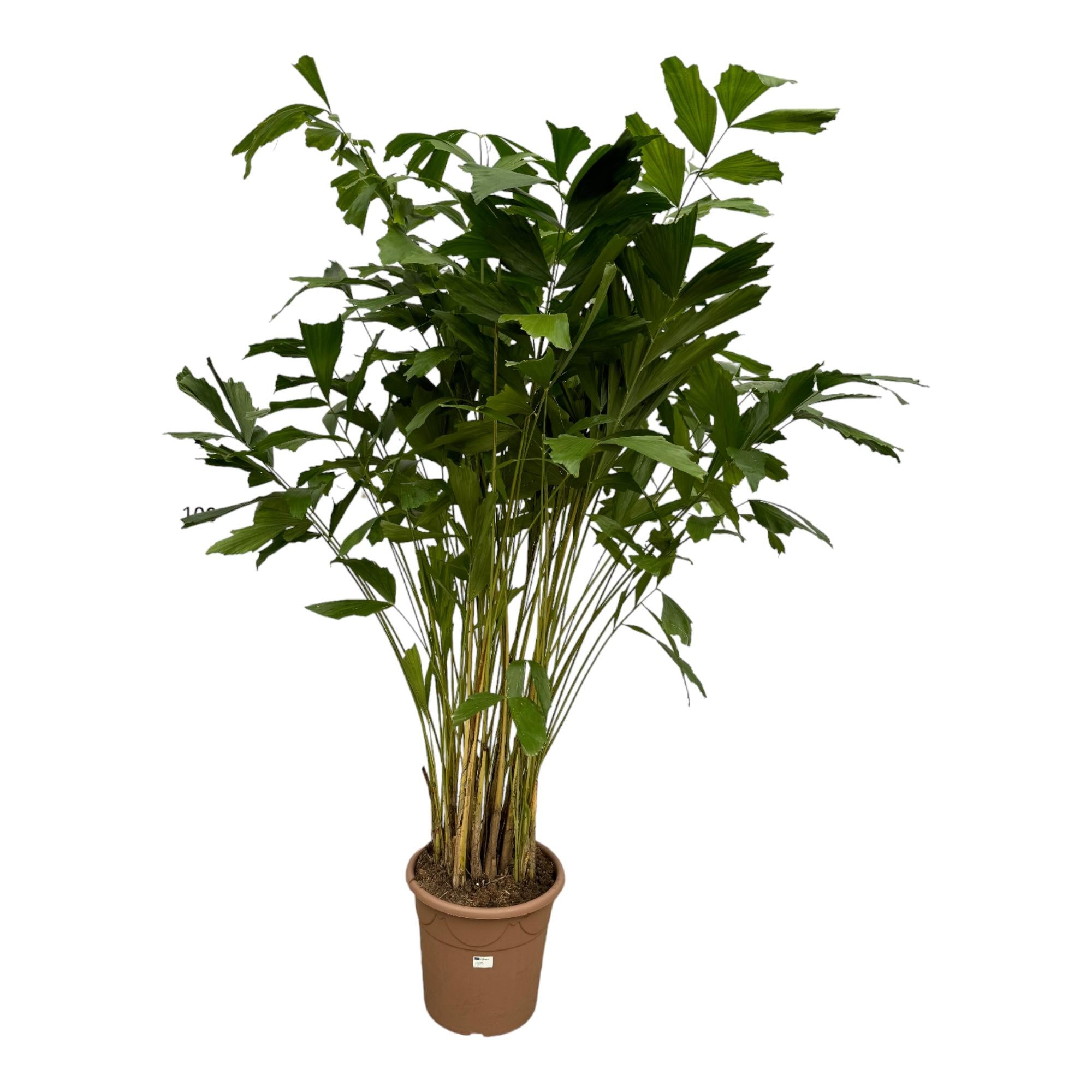 Caryota Mitis - 250 cm - Ø32cm