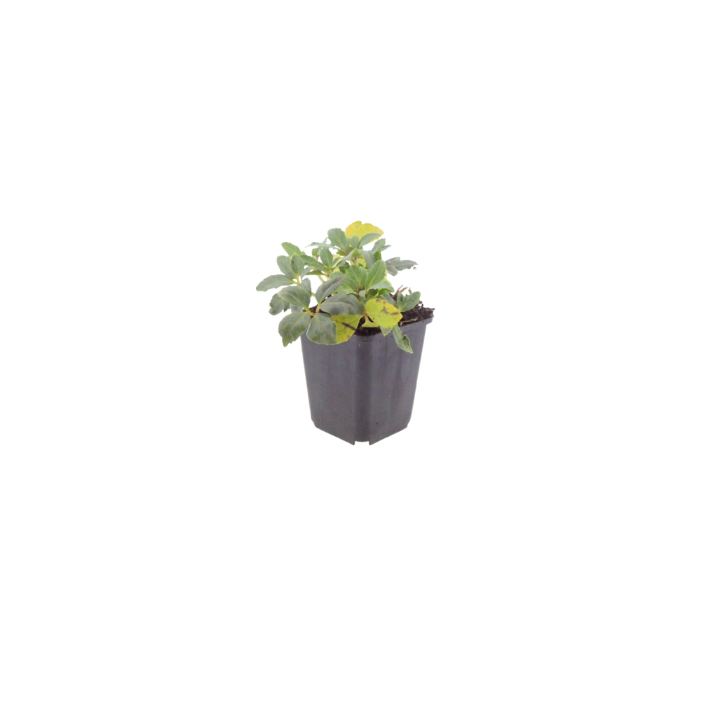 60x Helleborus niger - ↕10-25cm - Ø9cm