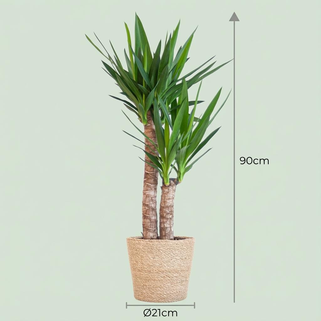 Yucca Elephantipes met Zeegras mand naturel - 90cm - Ø21
