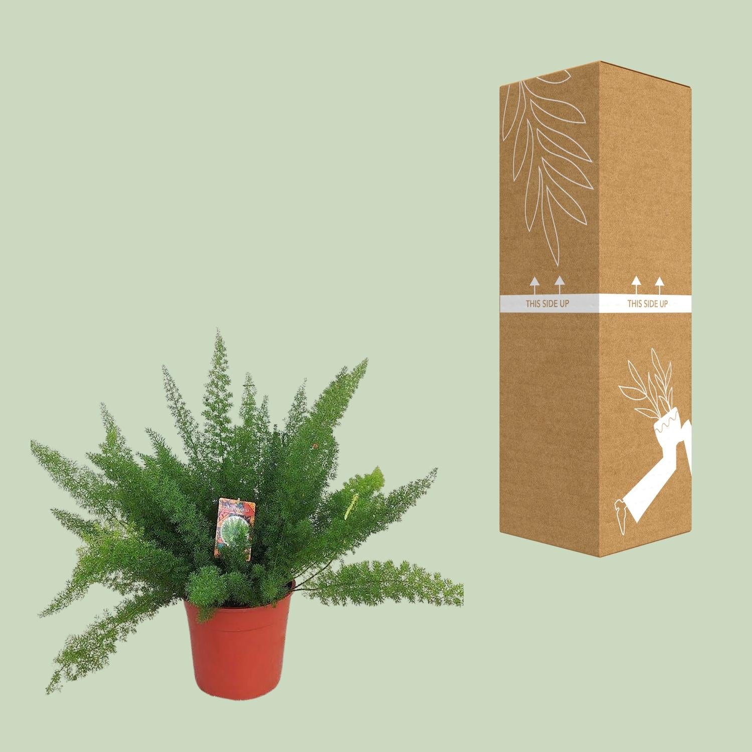 Asparagus D. Meyers - Ø27cm - ↕60cm