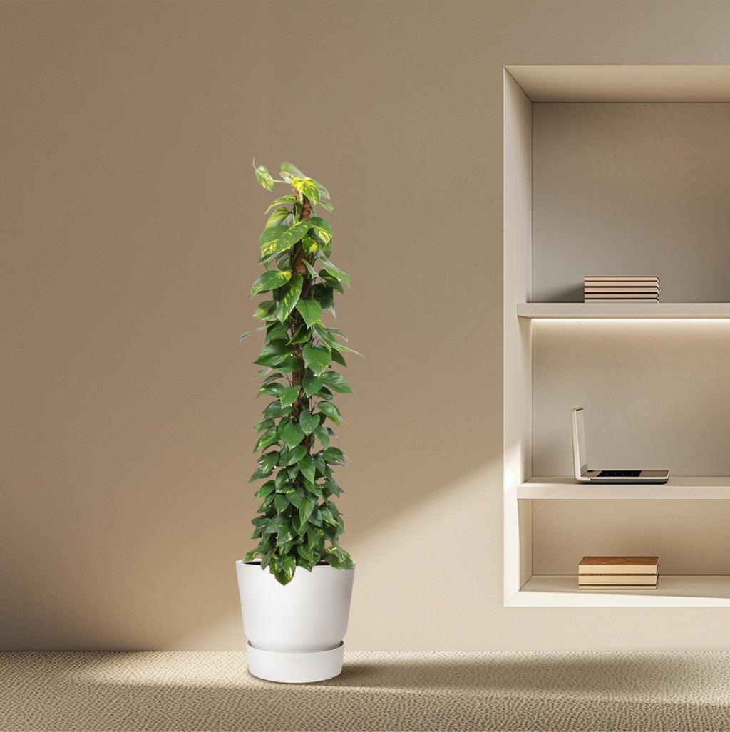 Epipremnum Aureum mosstok - 180 cm - ø34