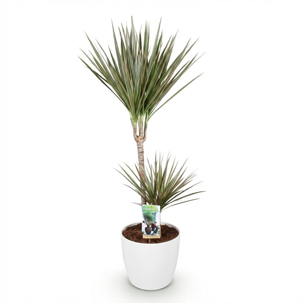 Kamerplanten - Dracaena Marginata Bicolor - Drakenbloedboom - Weinig onderhoud - Groen - 1 Plant - met Potter Wit - Pot 21cm - Hoogte 90-100cm