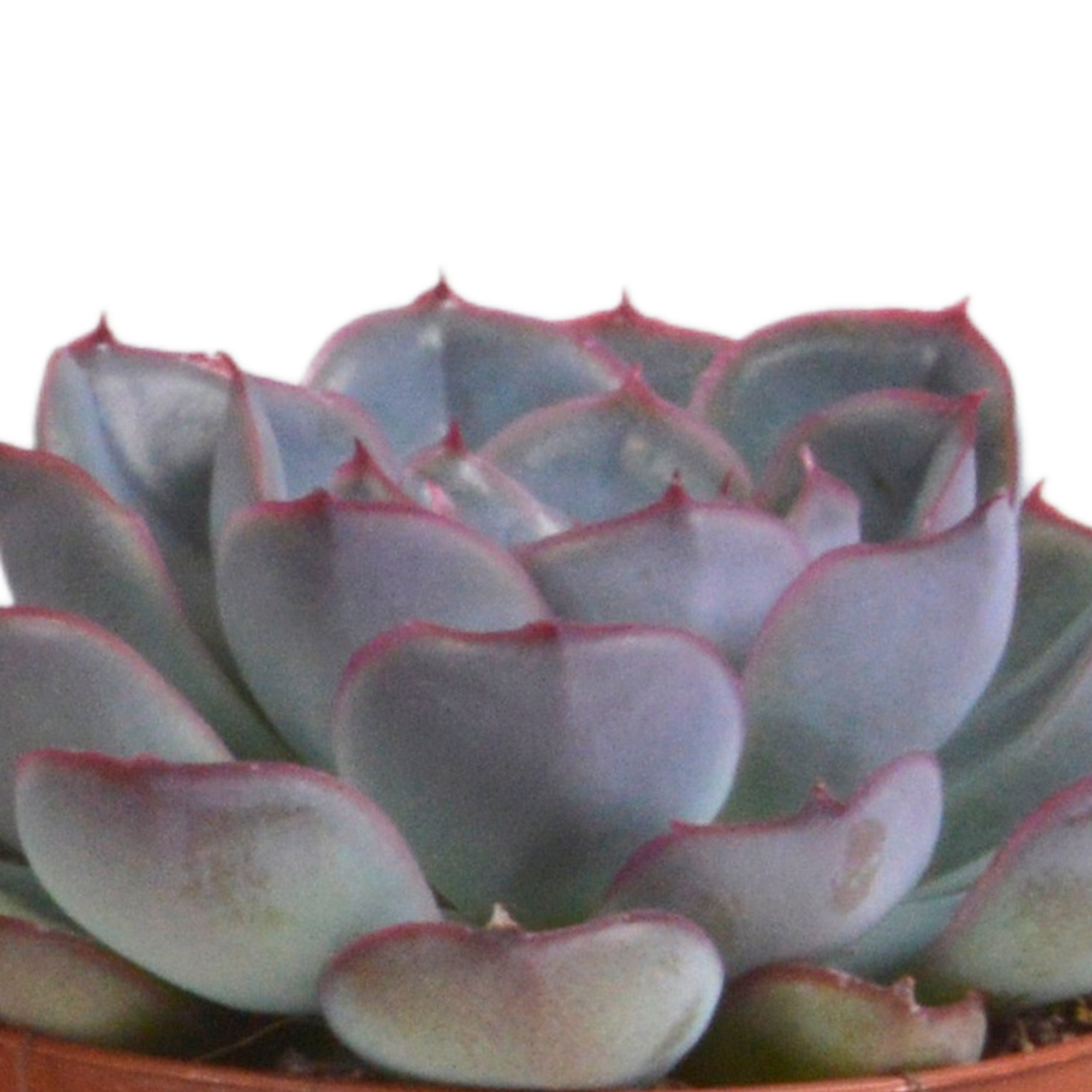 Echeveria mix 8.5 cm - 3x - in terracotta pot