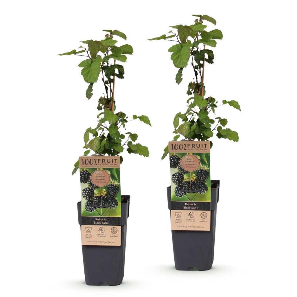 Fruitplant - Rubus fruticosus Black Satin - Bramenplant - Winterhard - Zwarte Braam - 2 Planten - Pot 15cm - Hoogte 50cm