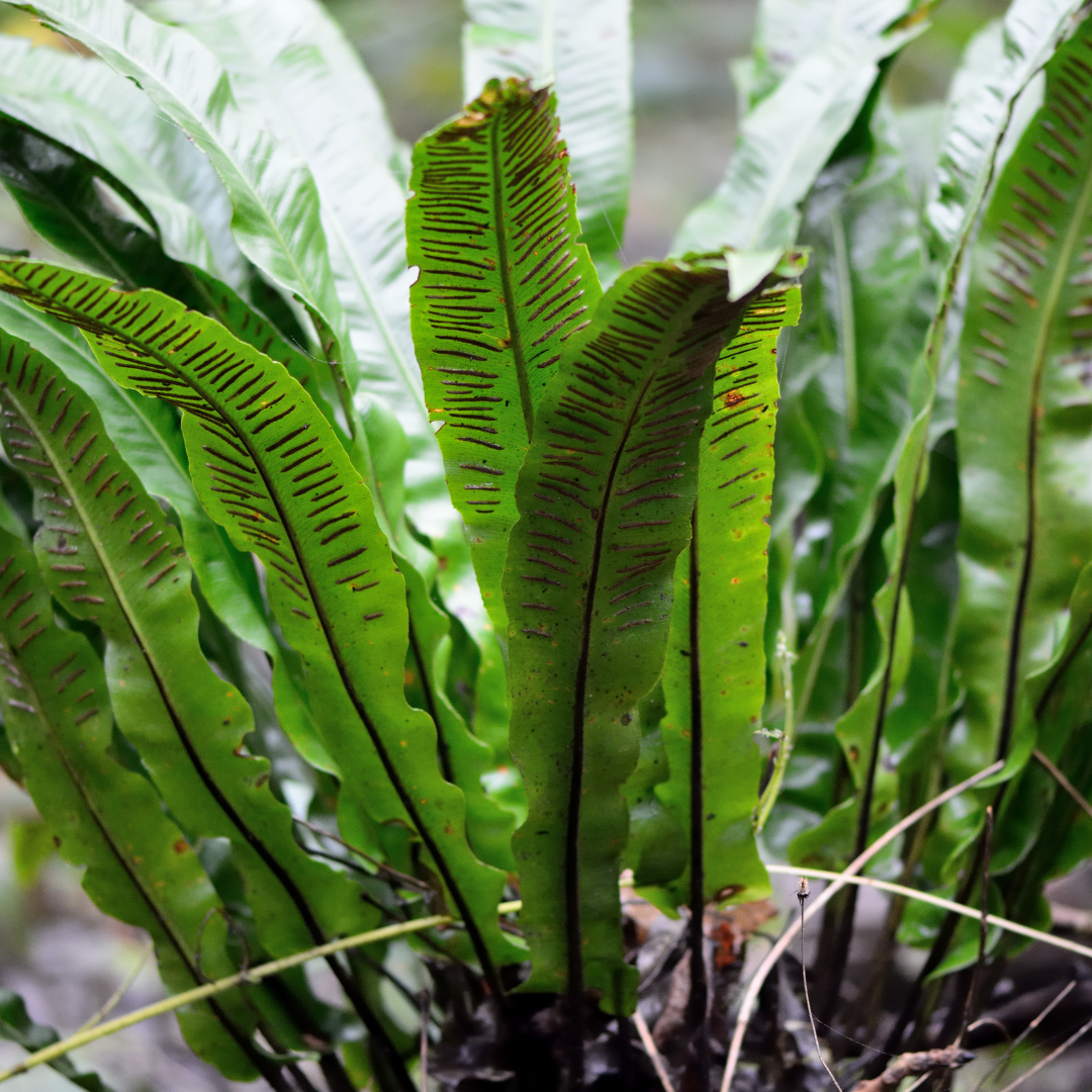 60x Asplenium scolopendrium - ↕10-25cm - Ø9cm