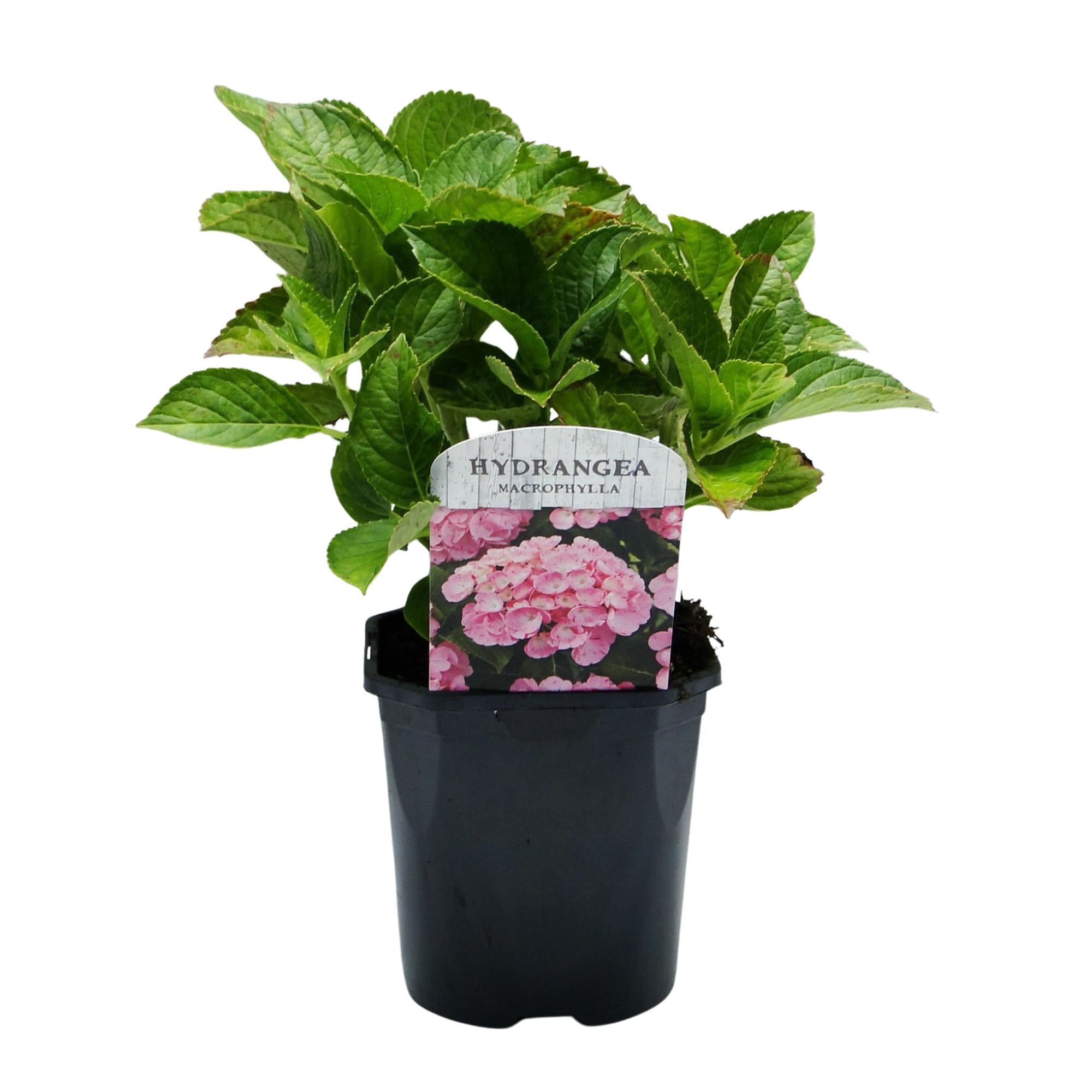 Hortensia - Hydrangea macrophylla Pink - Bloem Roze - 1 Plant -  Bladverliezend - Weinig Onderhoud - Pot 17cm Hoogte 30cm