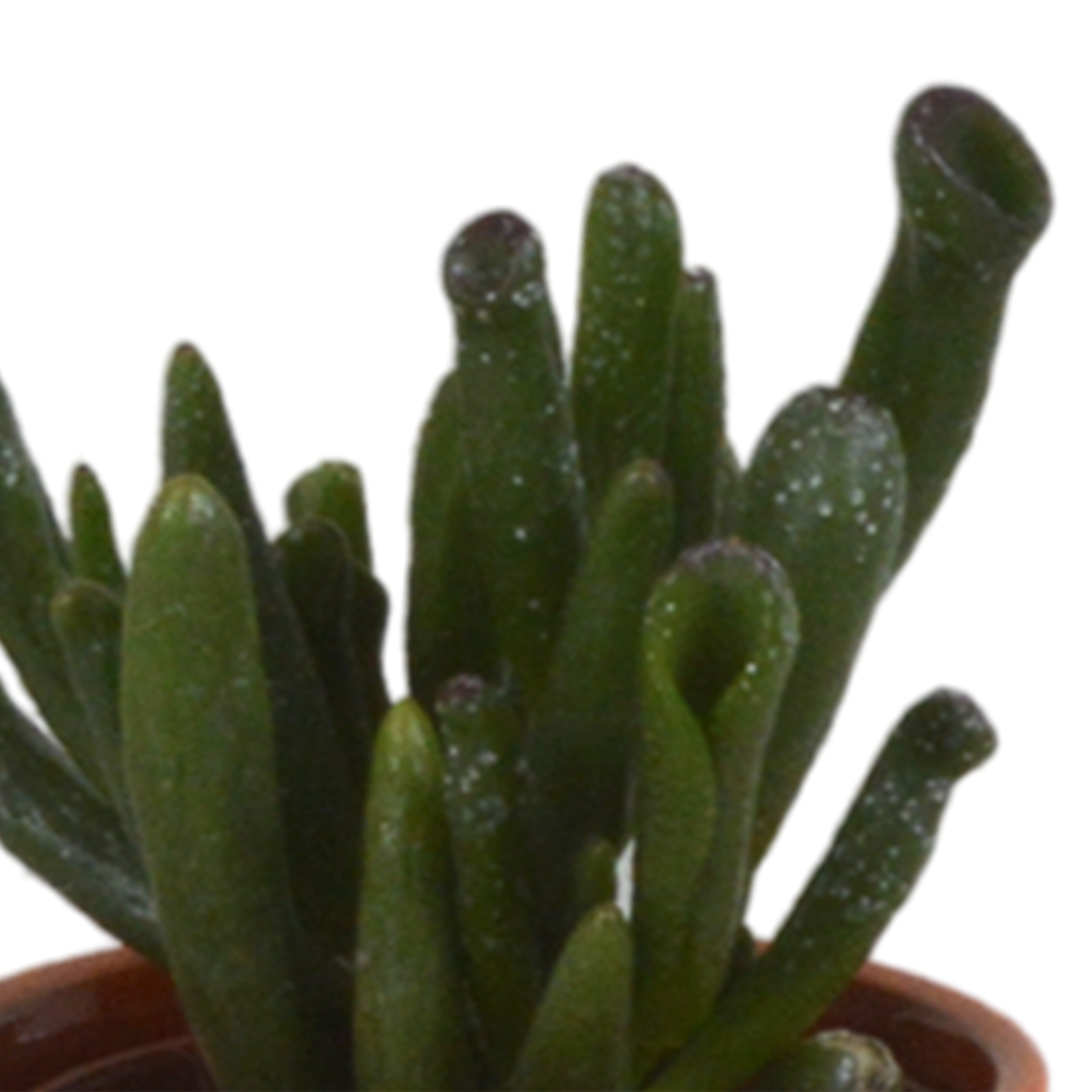 Vetplanten mix 5.5 cm - 5x - in Mexicaanse pot