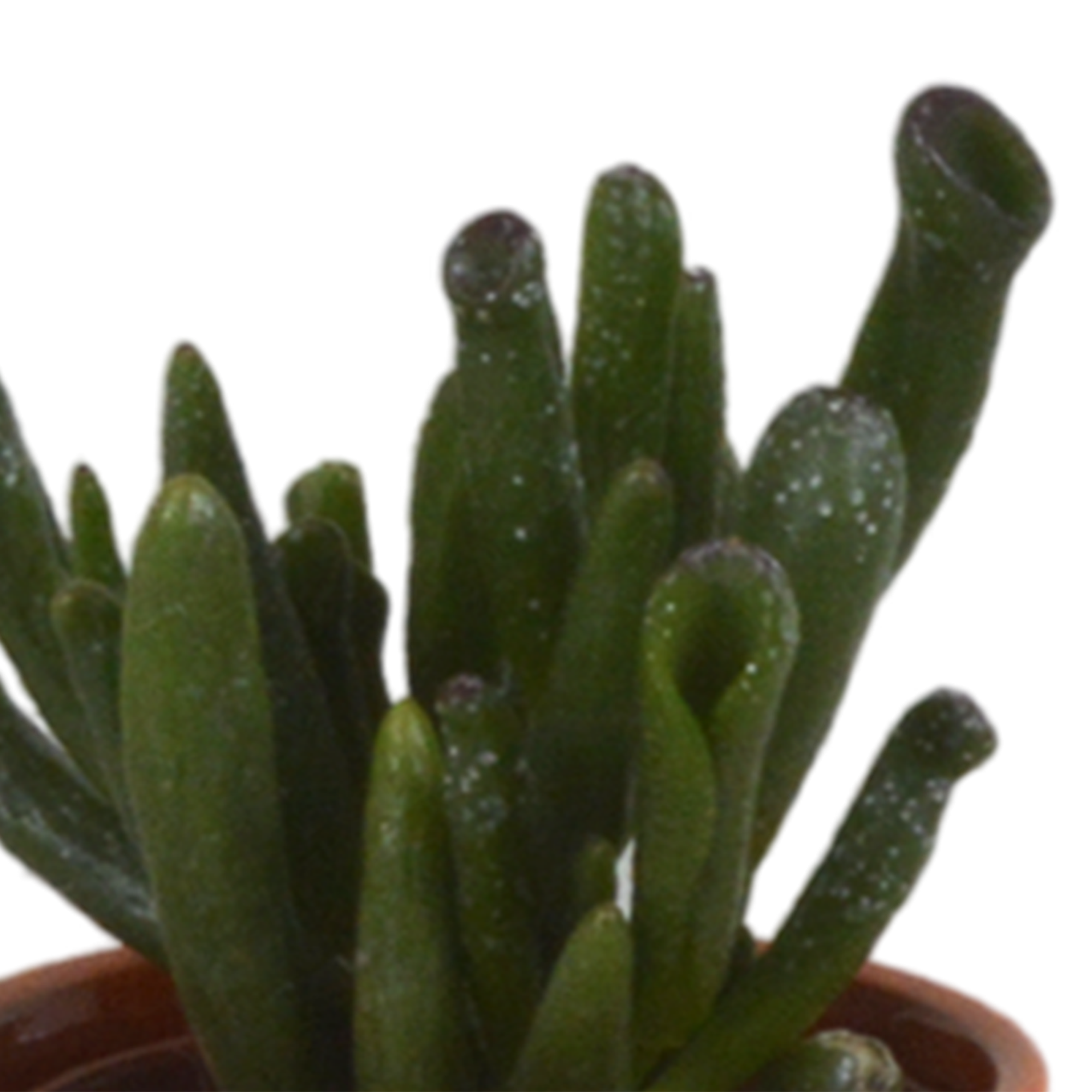 Vetplanten mix 5.5 cm - 5x - in Mexicaanse pot