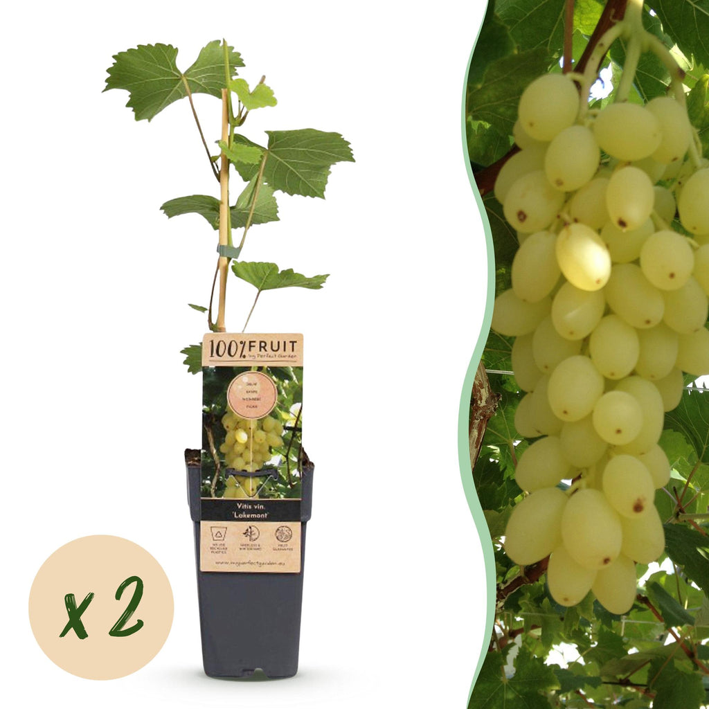 Fruitplant - Vitis vinifera Lakemont - Druivenplant - Winterhard - Goudgele Druif - 2 Planten - Pot 15cm - Hoogte 50cm