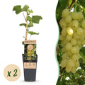 Fruitplant - Vitis vinifera Lakemont - Druivenplant - Winterhard - Goudgele Druif - 2 Planten - Pot 15cm - Hoogte 50cm