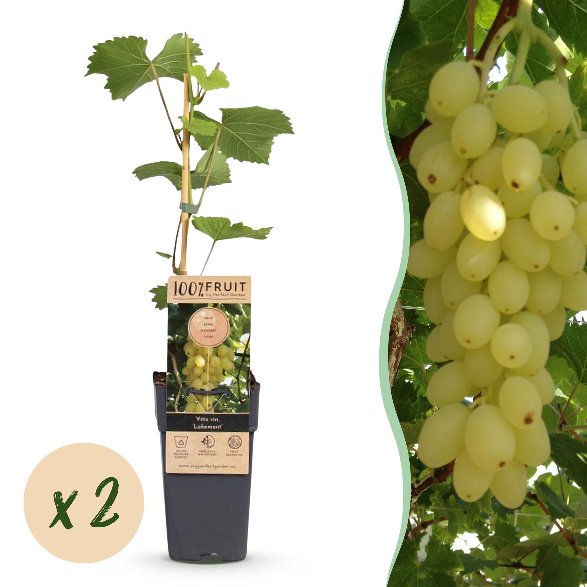 Fruitplant - Vitis vinifera Lakemont - Druivenplant - Winterhard - Goudgele Druif - 2 Planten - Pot 15cm - Hoogte 50cm