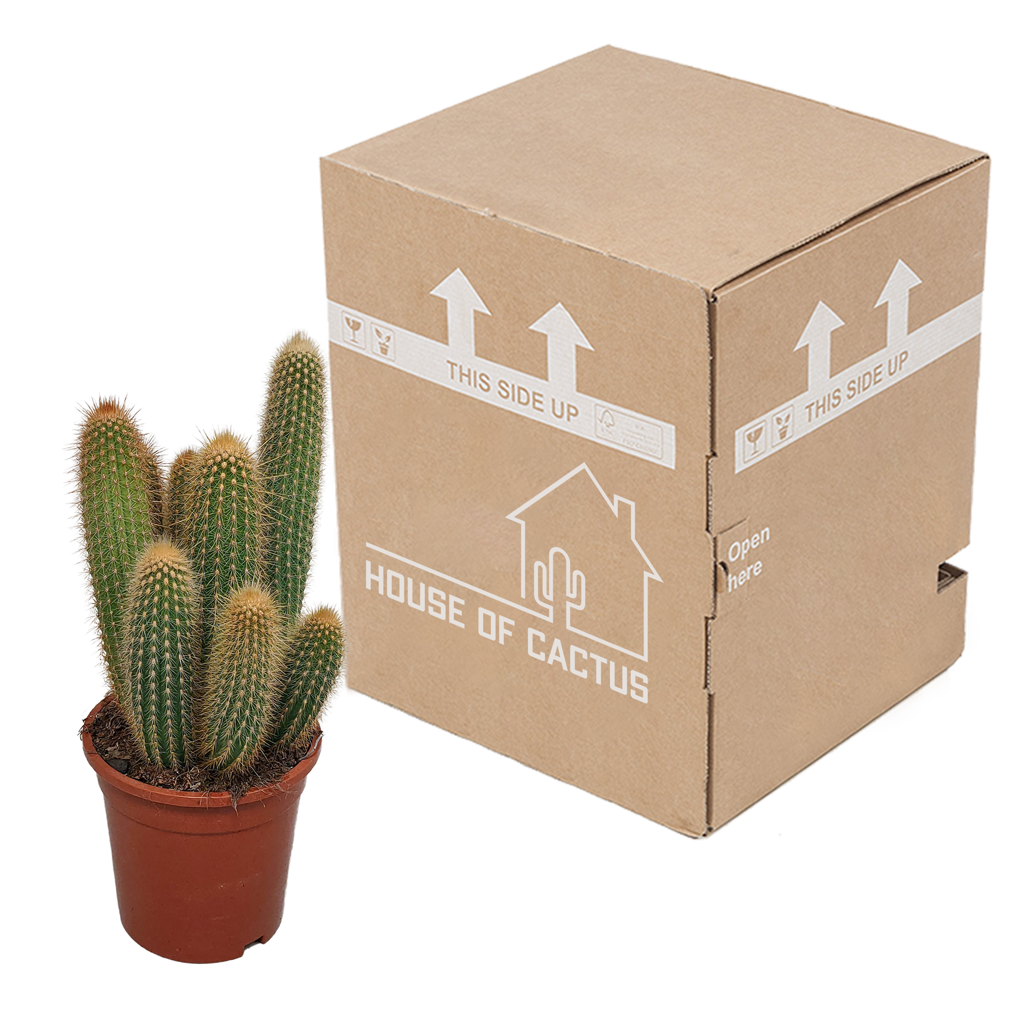 Vatricania guentheri 17 cm - zonder pot
