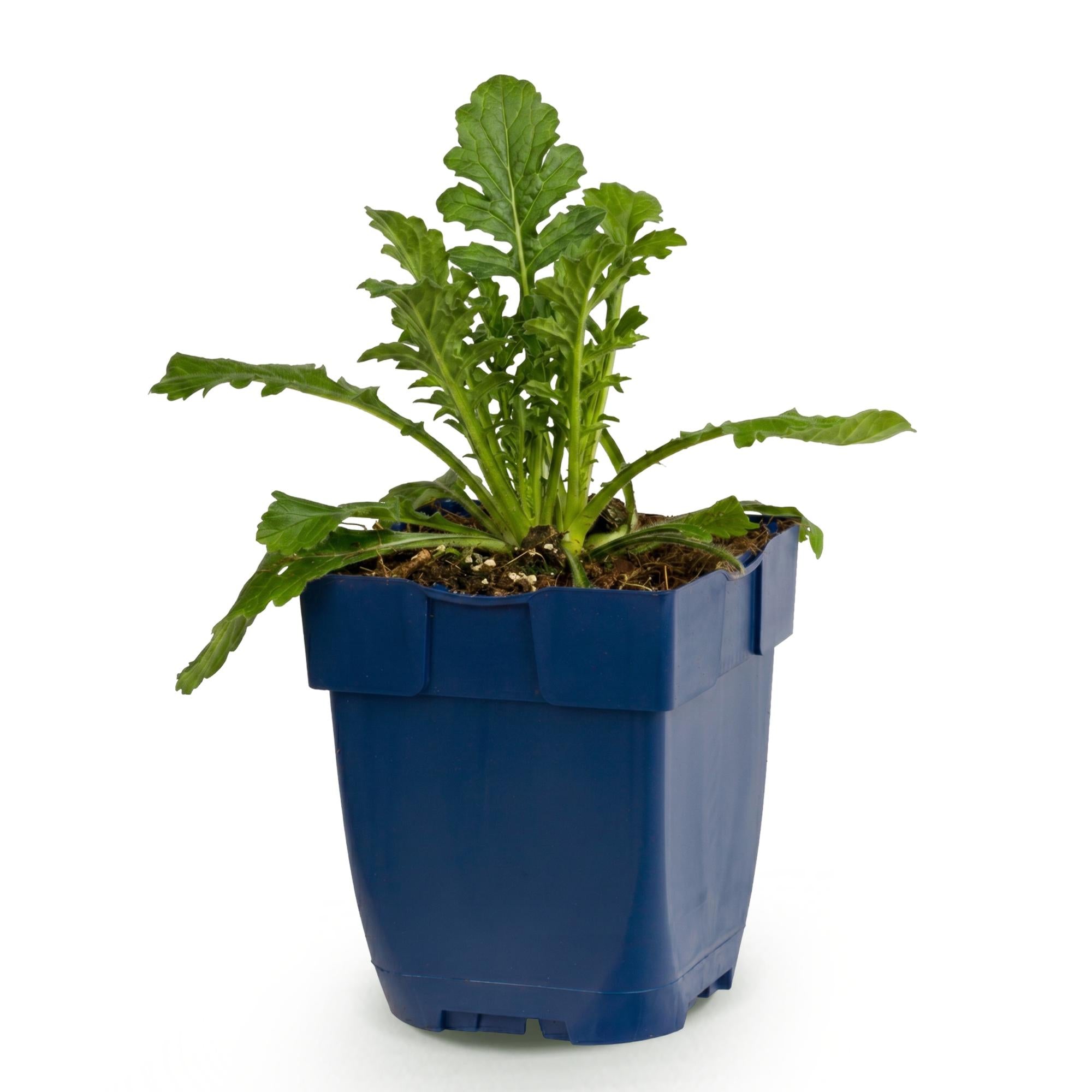 Vasteplant - Scabiosa col. Butterfly Blue - Duifkruid - Bijen en Vlinderlokkers - Paars - 1 Plant - Pot 11cm - Hoogte 15-25cm