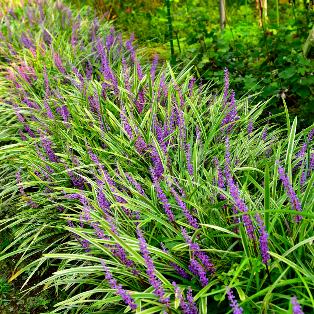 12x Liriope muscari 'Moneymaker' - ↕10-25cm - Ø9cm