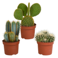Cactus mix 10.5 cm - 3x - 12cm zonder pot