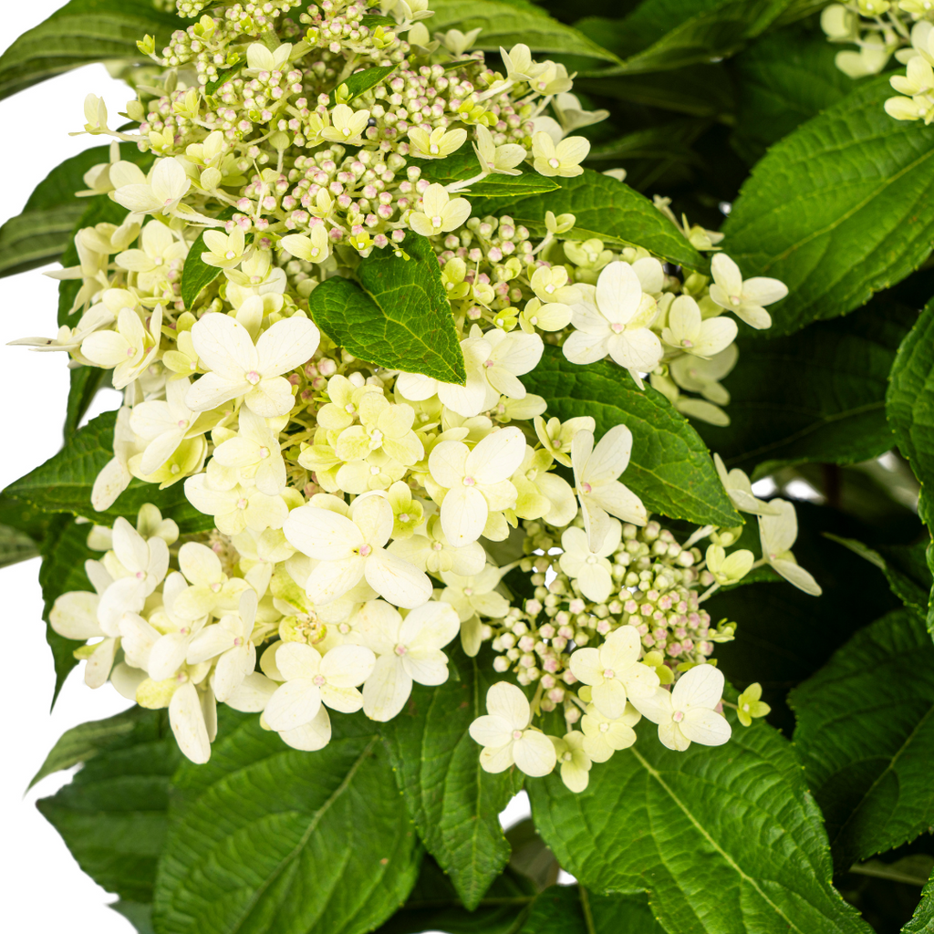 Hydrangea Paniculata White Ø24cm - ↕70 - 80cm