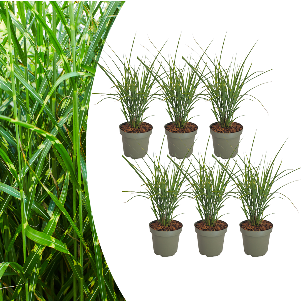 6x Miscanthus sinensis ‘Zebrinus’ – Opvallend zebragras met decoratief gestreept blad | Potmaat 12 cm