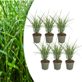 6x Miscanthus sinensis ‘Zebrinus’ – Opvallend zebragras met decoratief gestreept blad | Potmaat 12 cm