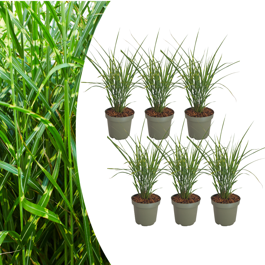 6x Miscanthus sinensis ‘Zebrinus’ – Opvallend zebragras met decoratief gestreept blad | Potmaat 12 cm