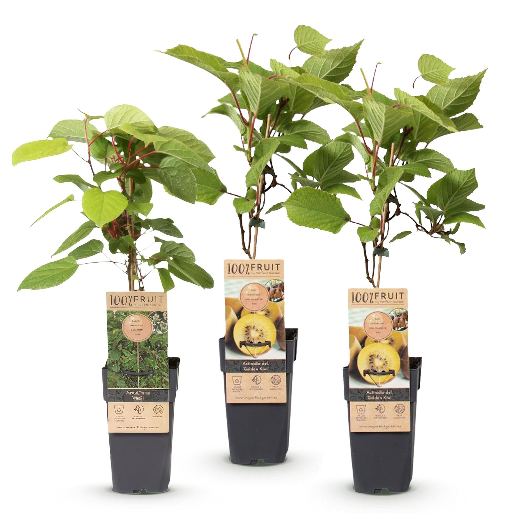 Fruitplant - Actinidia Weiki & Golden Kiwi - Kiwiplant - 1 Mannelijke - 2 Vrouwelijke - Planten - Geel - Pot 15cm - Hoogte 50cm