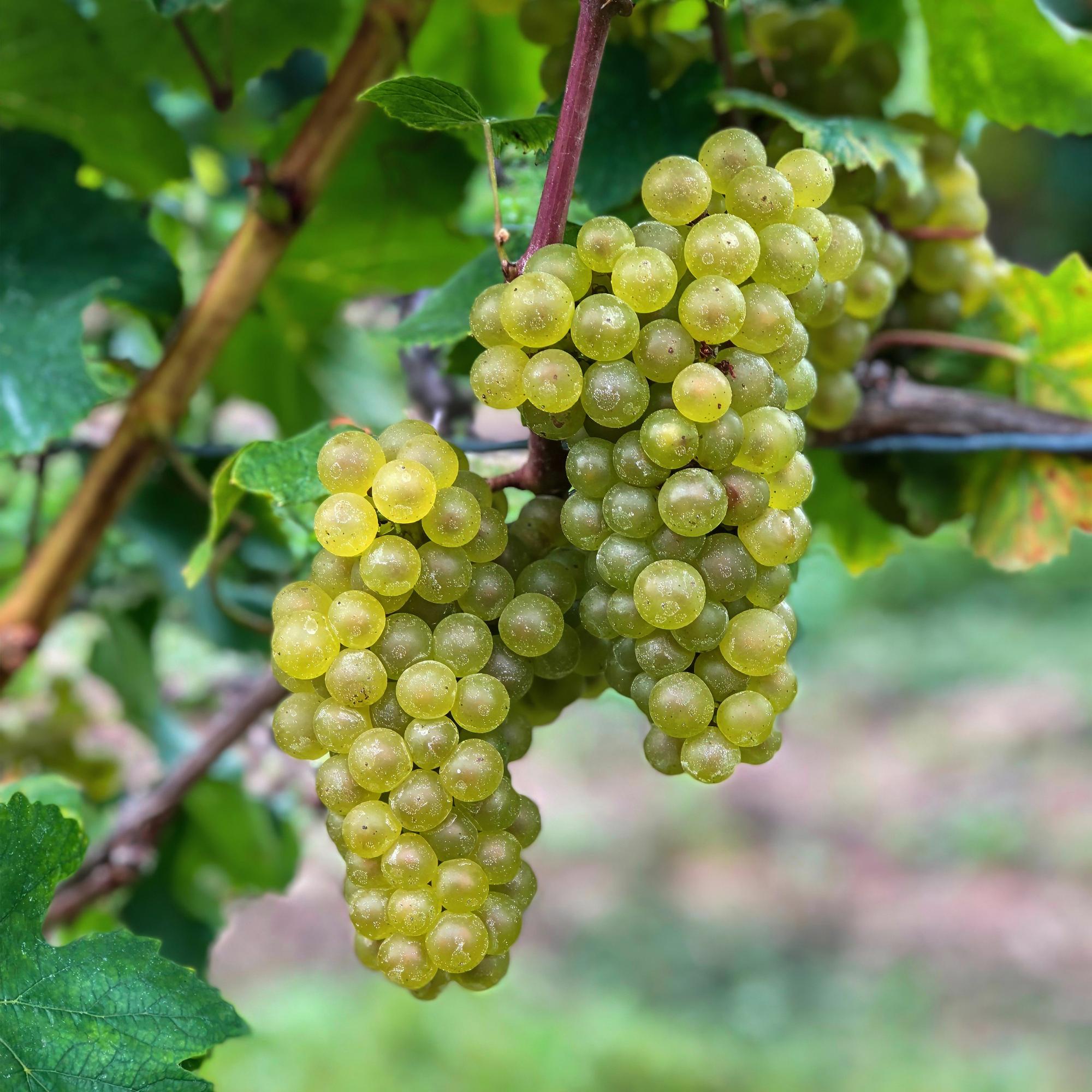 Fruitplant - Vitis vinifera Bianca - Druivenplant - Geent - Witte Druif - 2 Planten - Pot 15cm - Hoogte 50cm