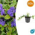 60x Vinca minor 'Ralph Shugert' - ↕10-25cm - Ø9cm