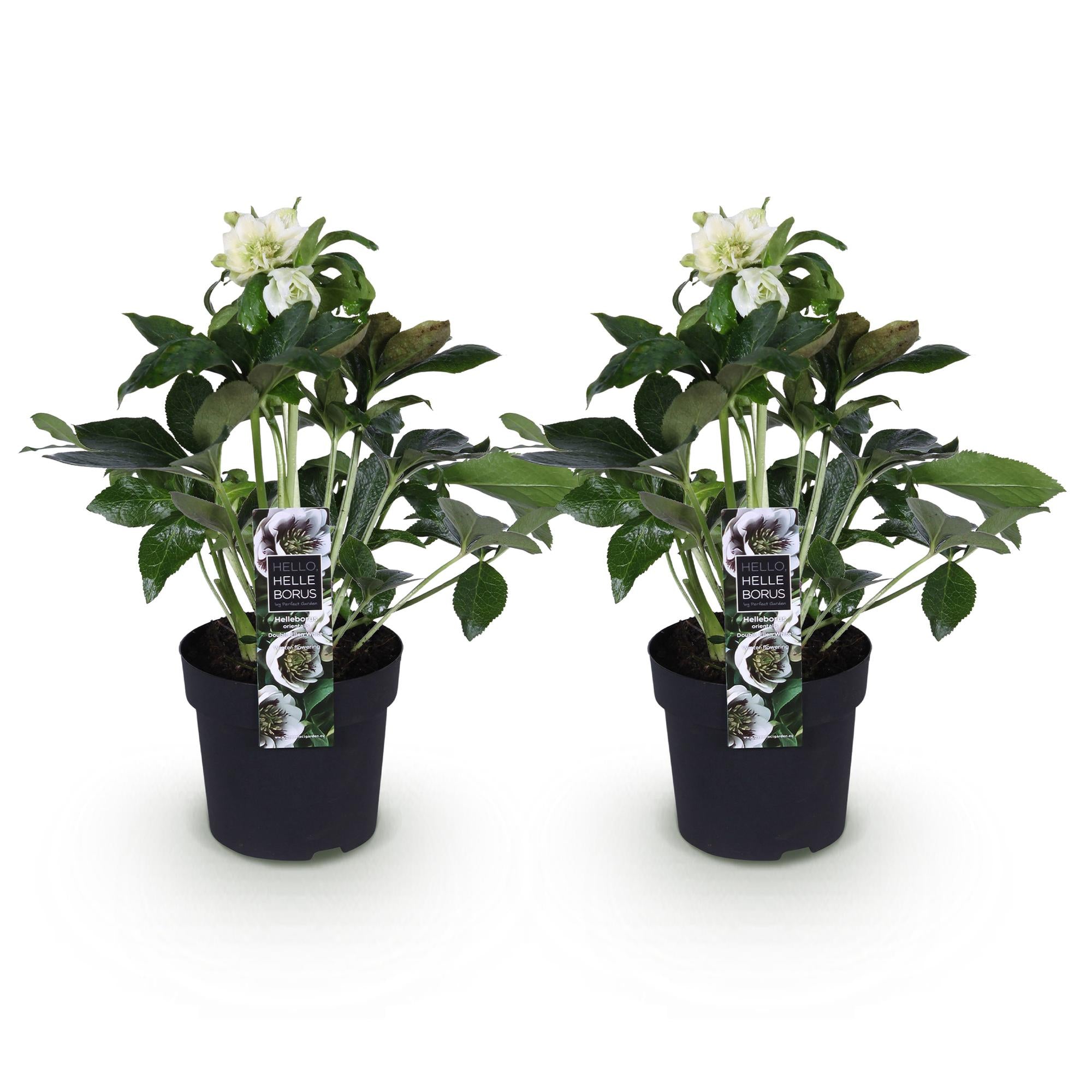 Tuinplant - Lenten Rose - Helleborus orientalis Double Ellen White - Witte Bloem -2 Planten - Groenblijvend - Pot 14cm Hoogte 35cm