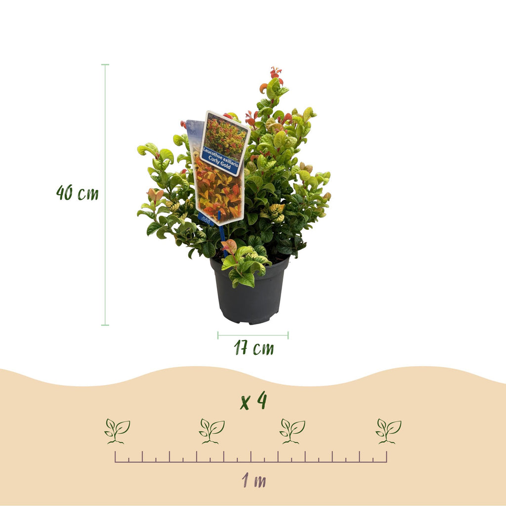 Tuinplant - Leucothoe Curly Gold - Geel - 2 Planten - Groenblijvend - Weinig Onderhoud - Pot 17cm Hoogte 40cm